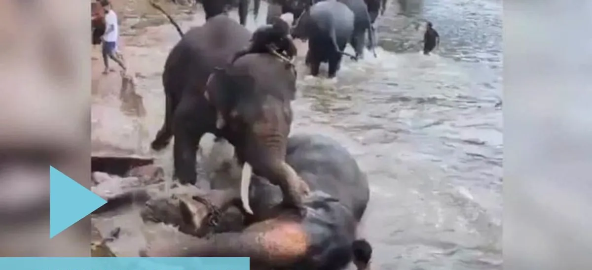 Impactante tragedia en un campamento de elefantes: una turista murió aplastada durante una pelea entre animales