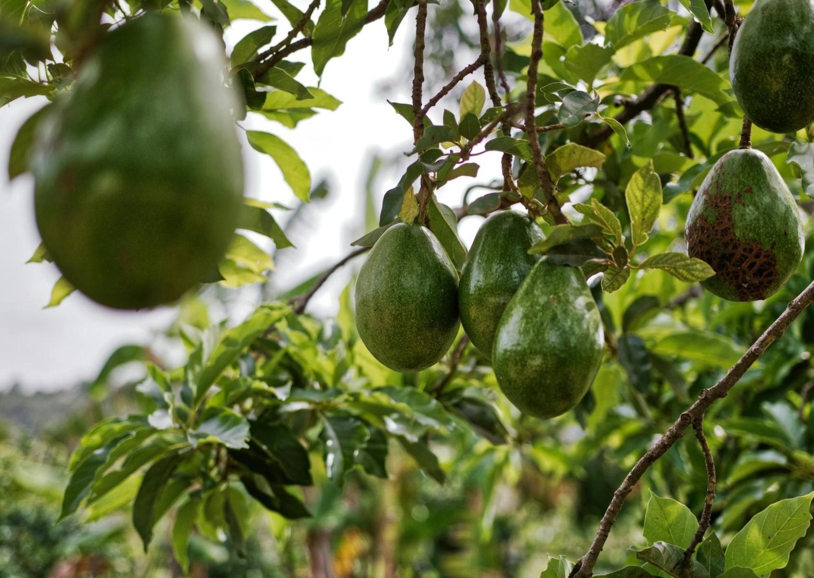 Pocos lo saben: qué significa y para qué sirve colocar clavos oxidados en el sustrato del árbol de palta