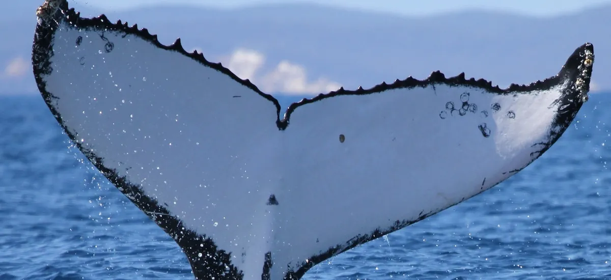 Las ballenas jorobadas rompen un récord: cruzaron 15.100 kilómetros entre Australia y Brasil