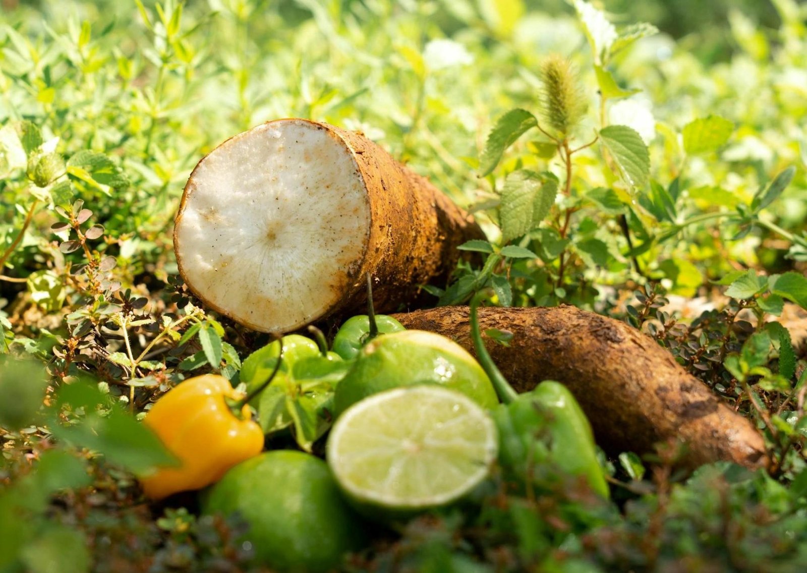 Qué alimento libre de gluten es bueno para la microbiota intestinal