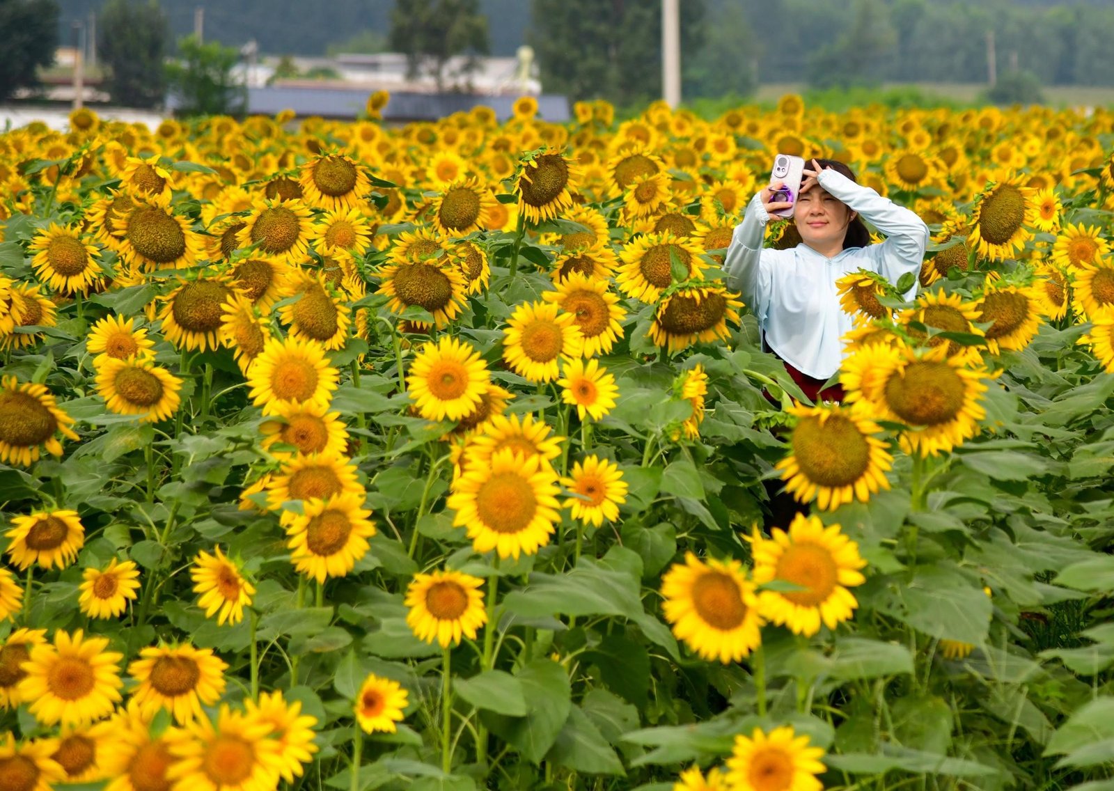 Los investigadores no lo pueden creer: descubren bacterias beneficiosas para la protección de cultivos