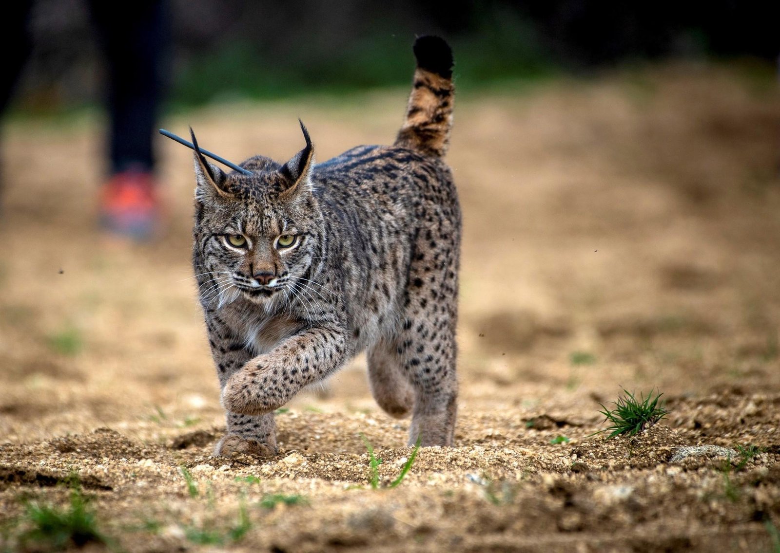 Investigadores descubren que el lince ibérico está dispersando semillas y alterando ecosistemas en España