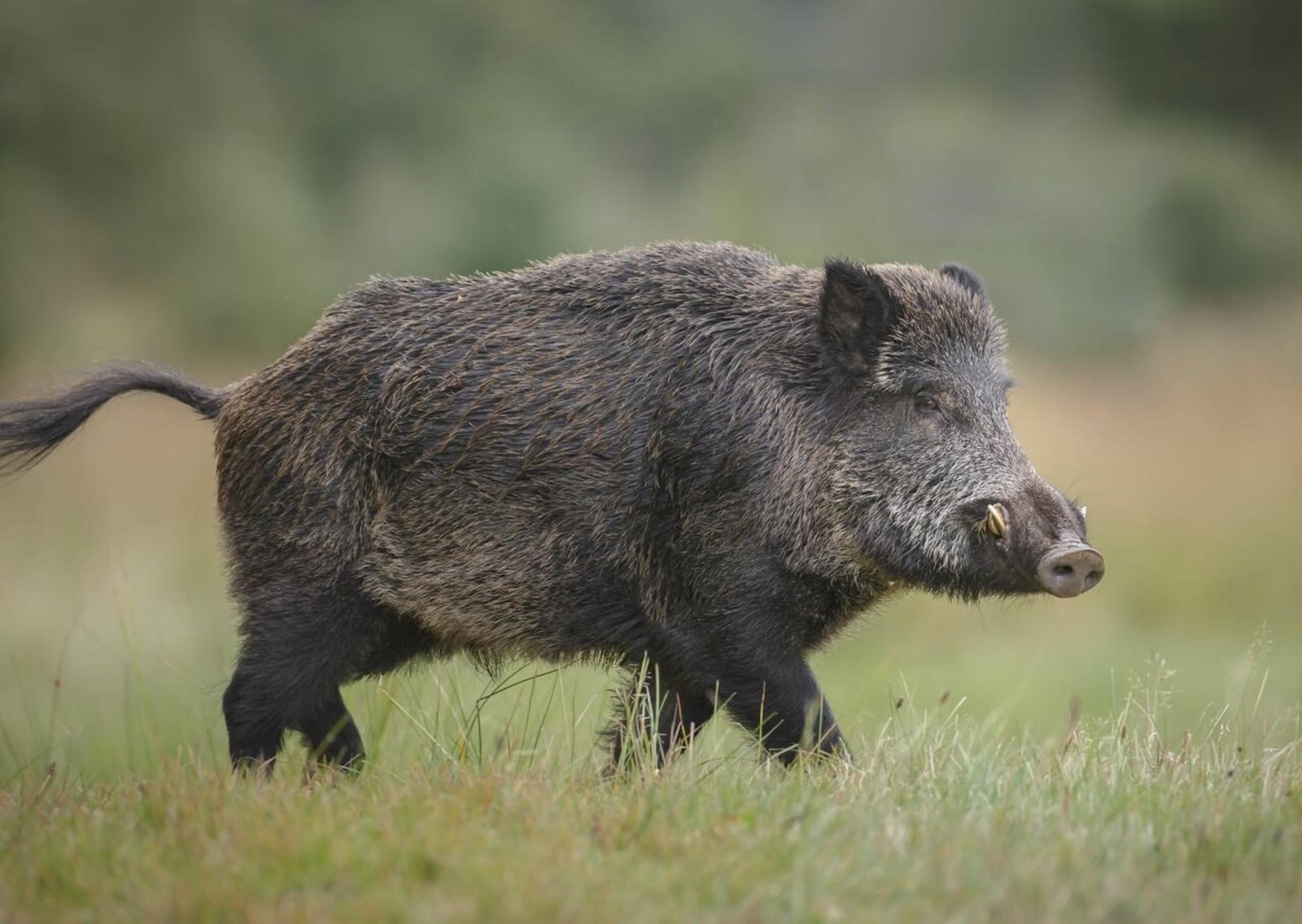 Los investigadores no se lo creen: se demuestra que los jabalíes ya están alterando el suelo de bosques protegidos
