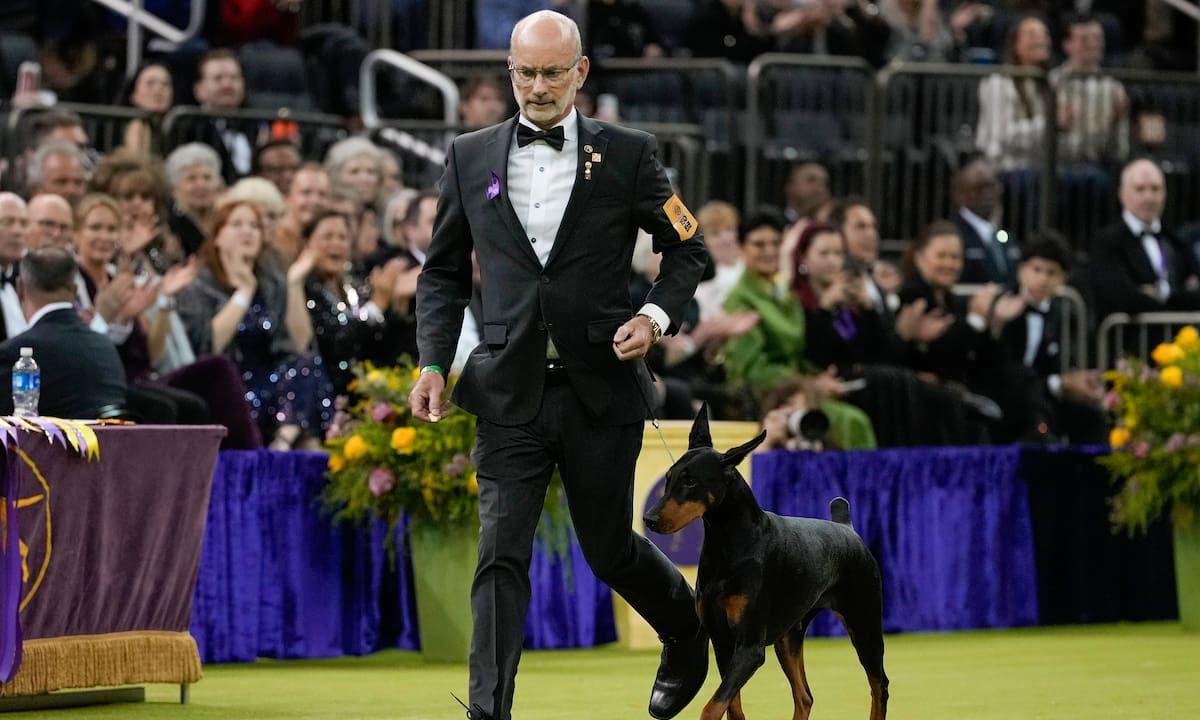 Penny, una dóberman pinscher, gana la 150ma edición del concurso canino Westminster