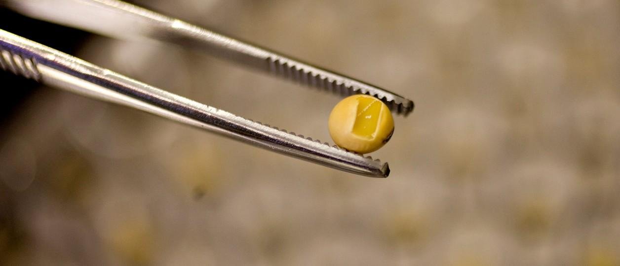 Contrapunto sobre semillas: Milei abrió el debate en el campo sobre patentes