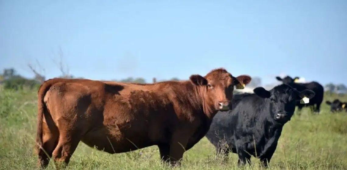 Sector cárnico: “Estamos viviendo un momento muy especial que las estadísticas no registran”