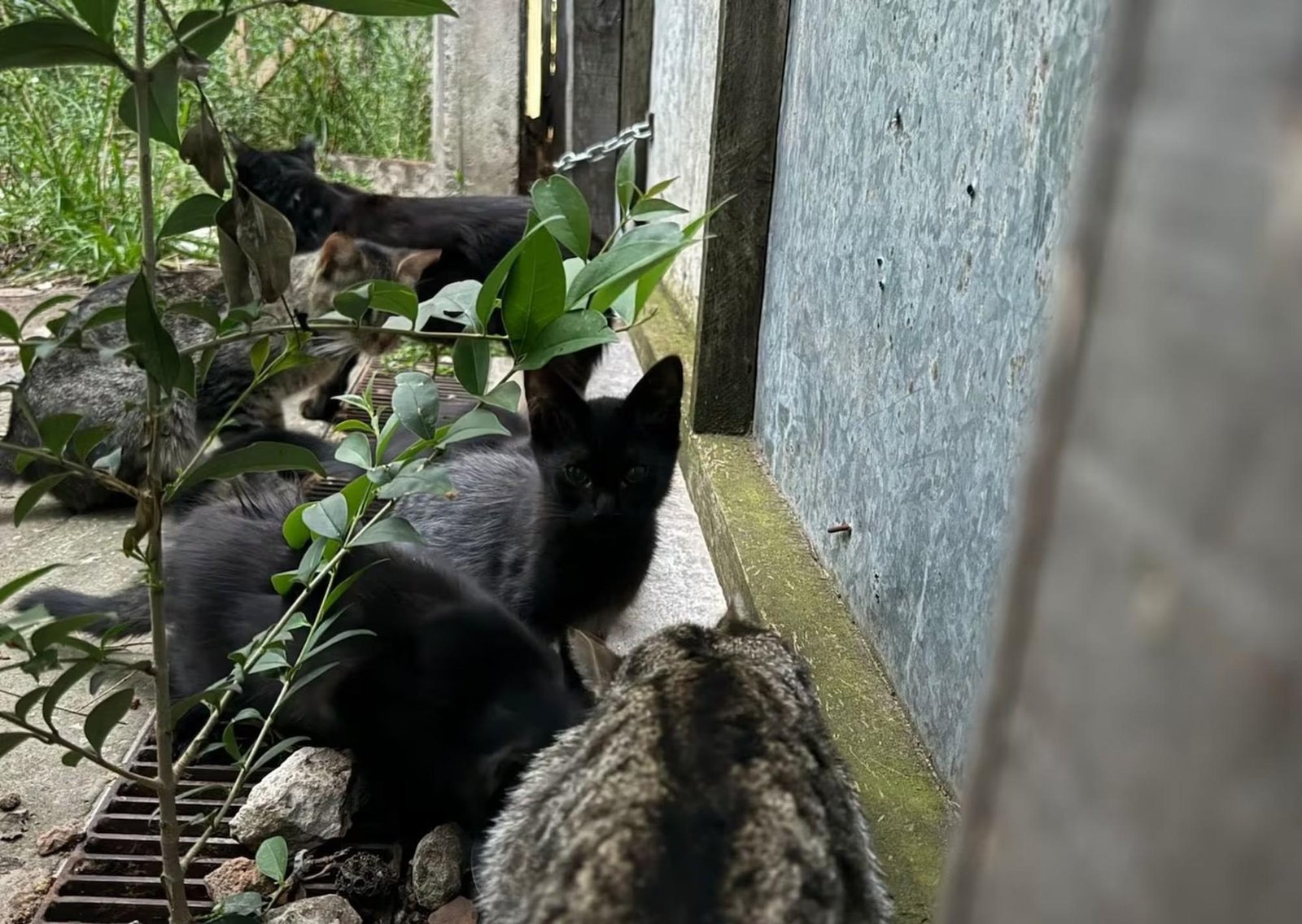 San Isidro: denuncian que un hombre se robó más de 300 gatos domésticos y los tiró en un baldío de la zona