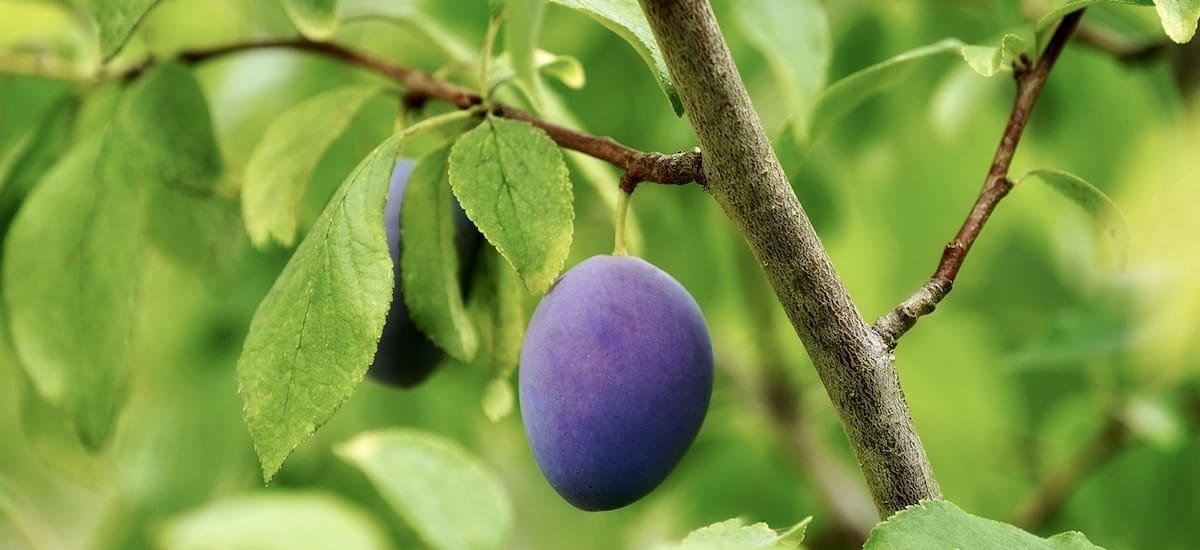 Ideal para casas chicas: el árbol que no levanta raíces y dará frutos todo el verano