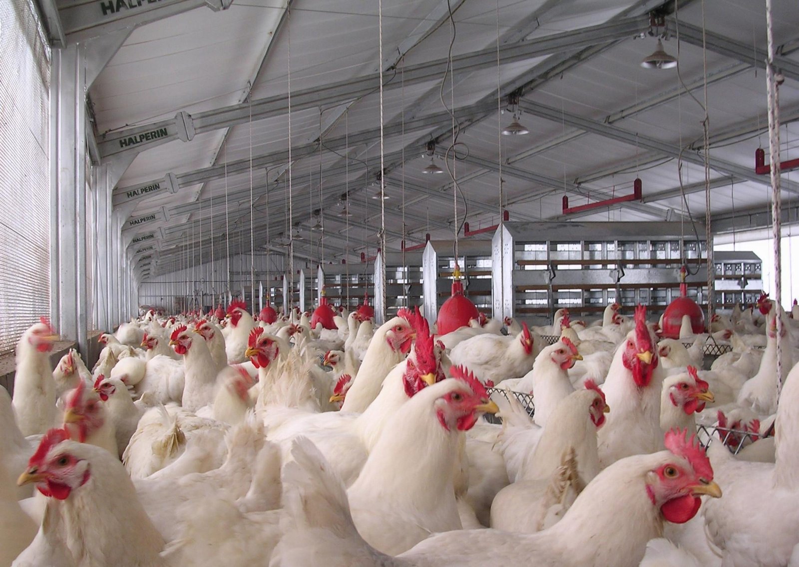 Avanza la influenza aviar en el país: ahora detectaron un caso en una granja de gallinas ponedoras en Córdoba