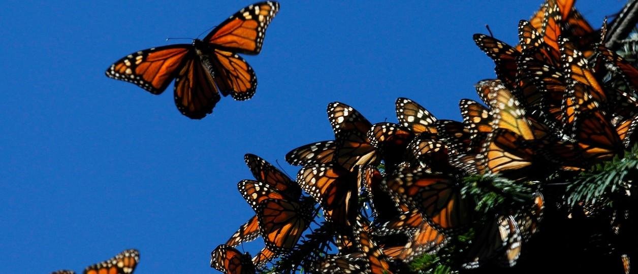 Cada vez peor: la cifra de mariposas monarca sigue en "mínimos históricos"