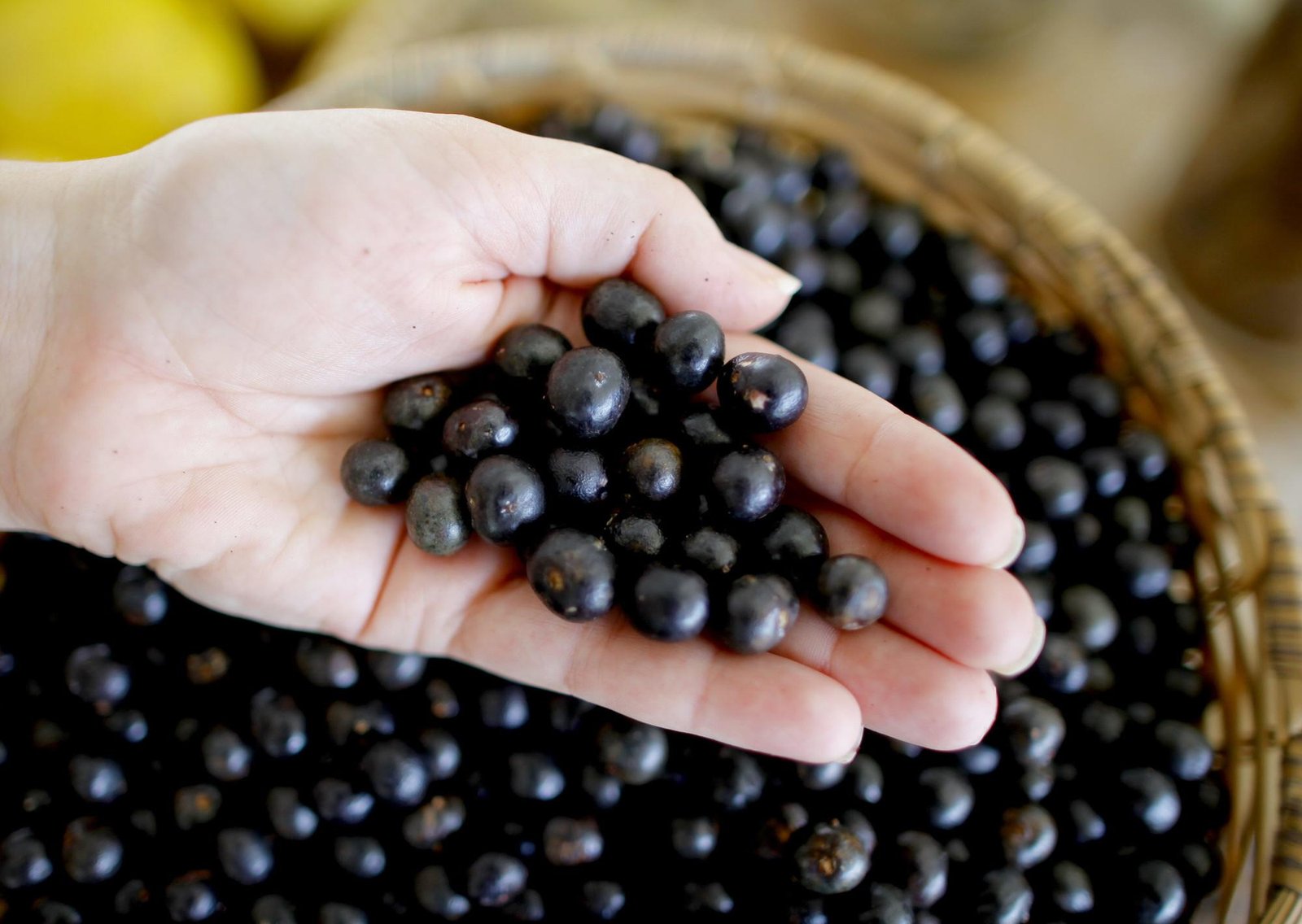 Qué alimento silvestre es bueno para el corazón y la circulación sanguínea