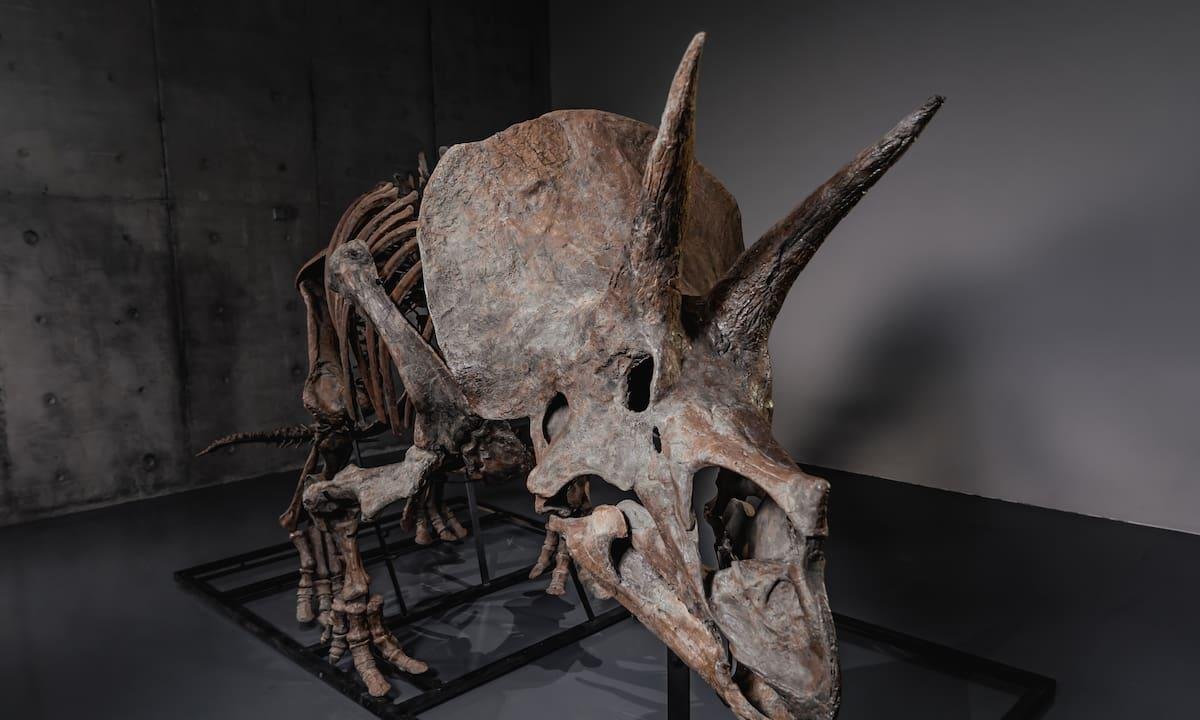 Esqueleto de triceratops será subastado, indicio de que crece mercado de dinosaurios