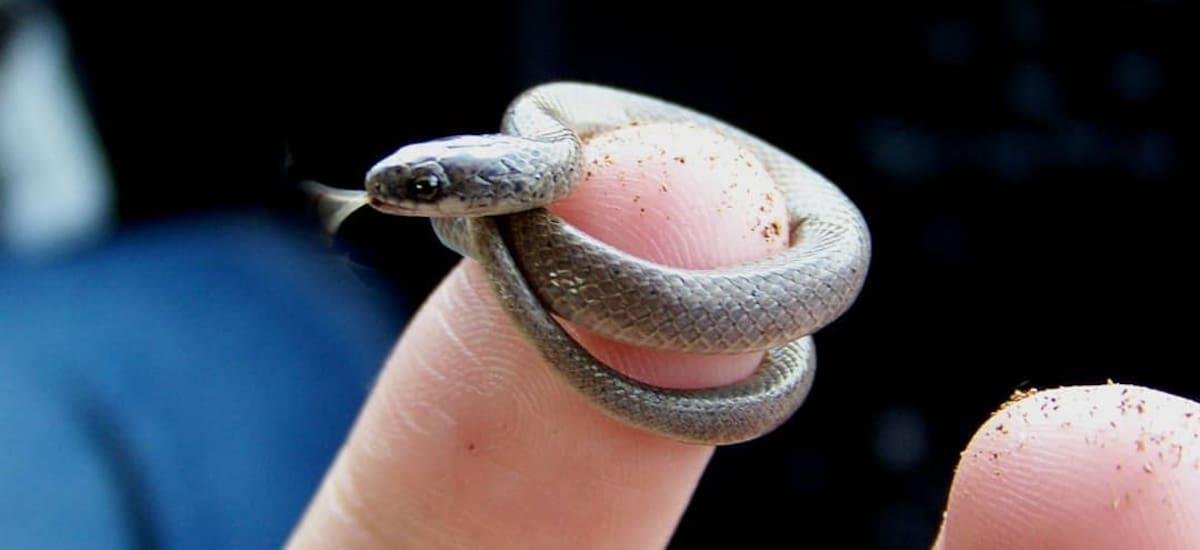 Sorpresa en el mundo animal: científicos confirman el regreso de una serpiente microscópica que se creía extinta hace más de 20 años