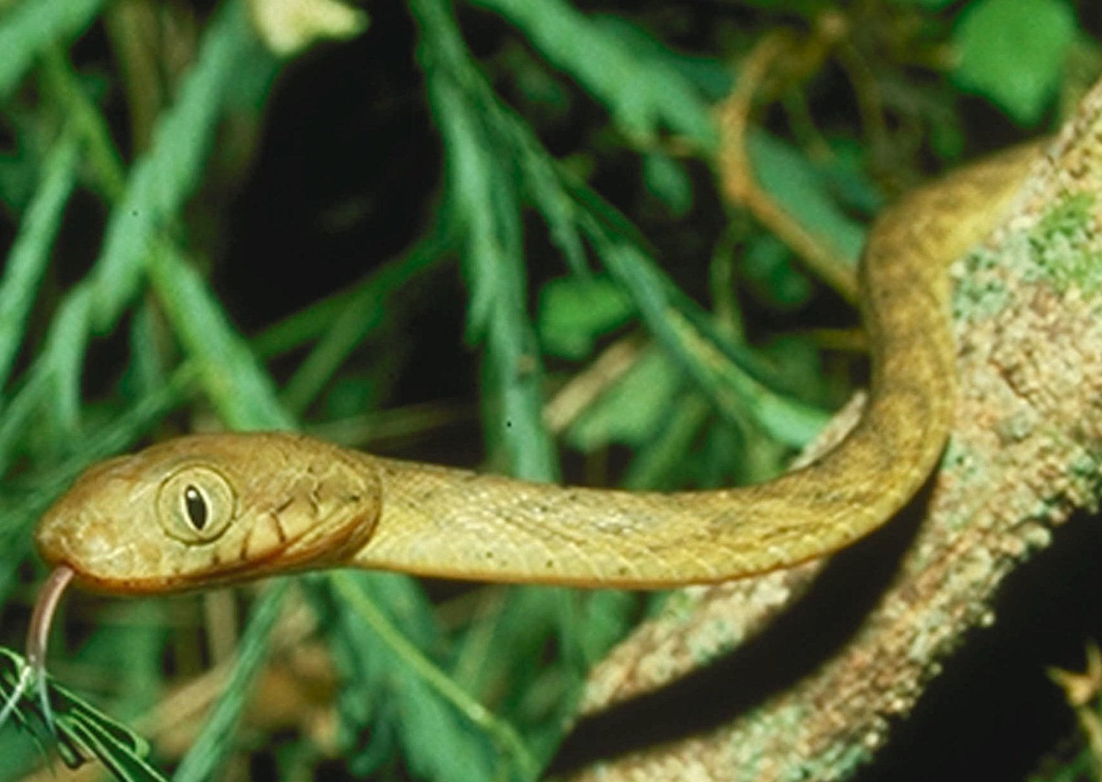 Estados Unidos está utilizando 2.000 ratas a las que se les administra paracetamol para reducir las serpientes invasoras en los bosques y proteger la vida silvestre y la red eléctrica