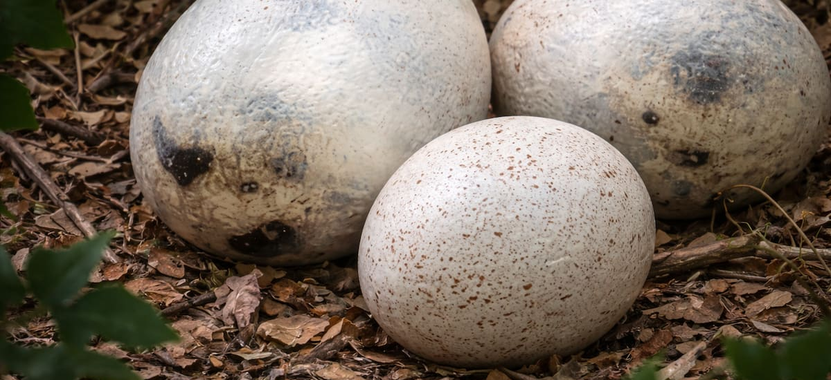 España pasa a la historia por el hallazgo de huevos de titanosaurios, un dinosaurio de 15 metros de altura: tienen 72 millones de años