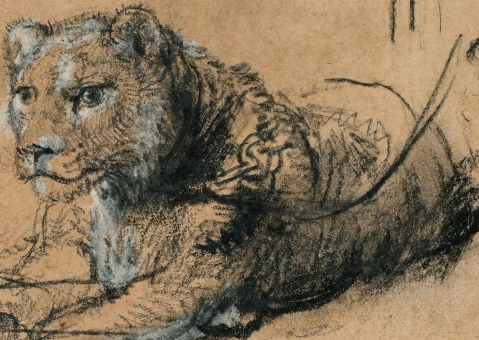 Sotheby’s vendió un dibujo único de Rembrandt y donará lo recaudado a la conservación de leones