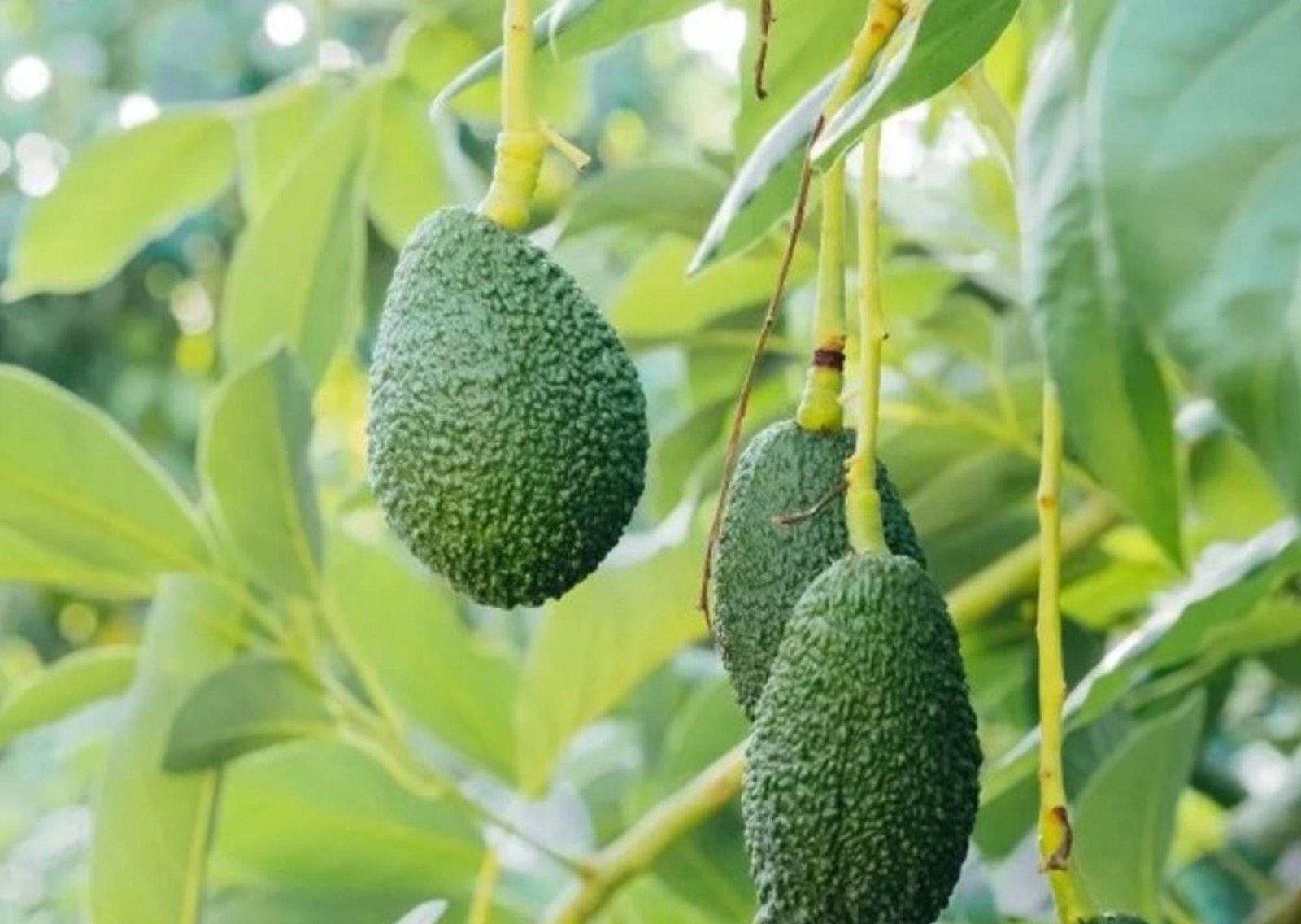Pocos lo saben: qué significa y para qué sirve rociar agua con jabón al árbol de palta