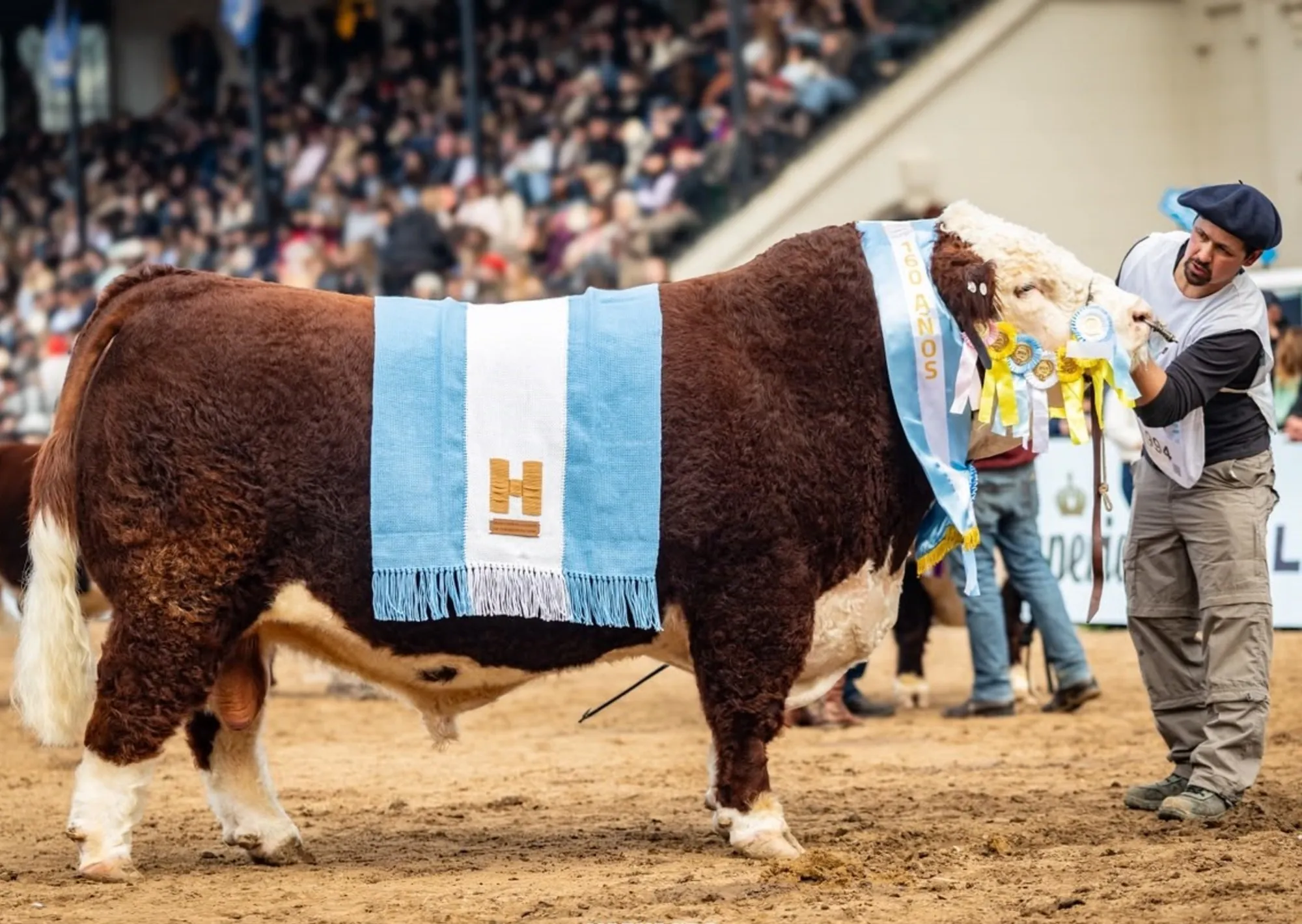 "El toro tiene todo lo que es bueno": San Marón se quedó con el Gran Campeón Macho de la raza Hereford