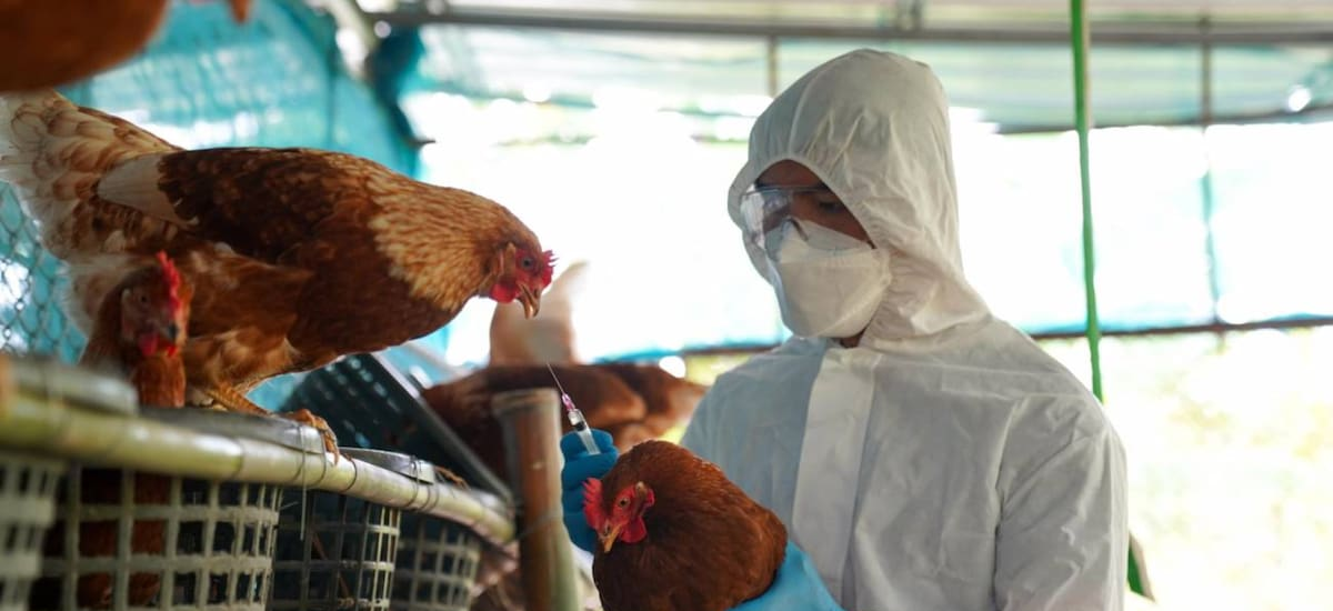 Confirman segundo caso de gripe aviar y Senasa suspende exportaciones