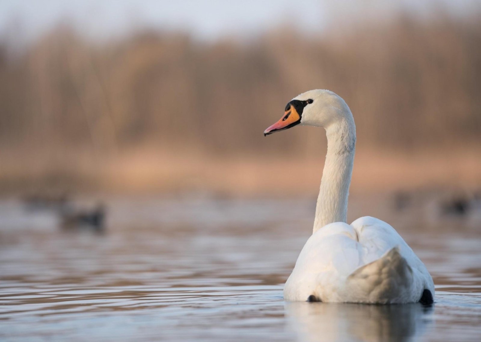 Detectaron un caso de gripe aviar en aves silvestres en la Reserva Ecológica Costanera Sur