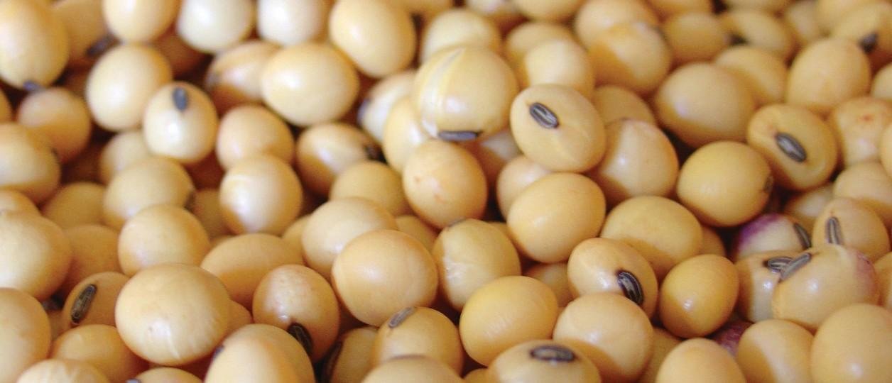 Llegó a Rosario el primer lote de soja de la campaña 2025/26