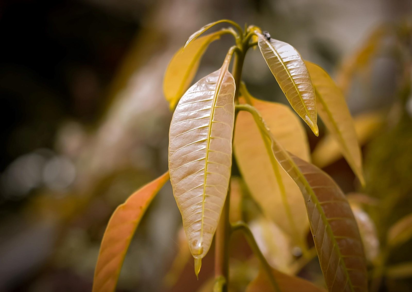 Pocos lo saben: ésta es la señal que marca que le falta agua a tu árbol de palta
