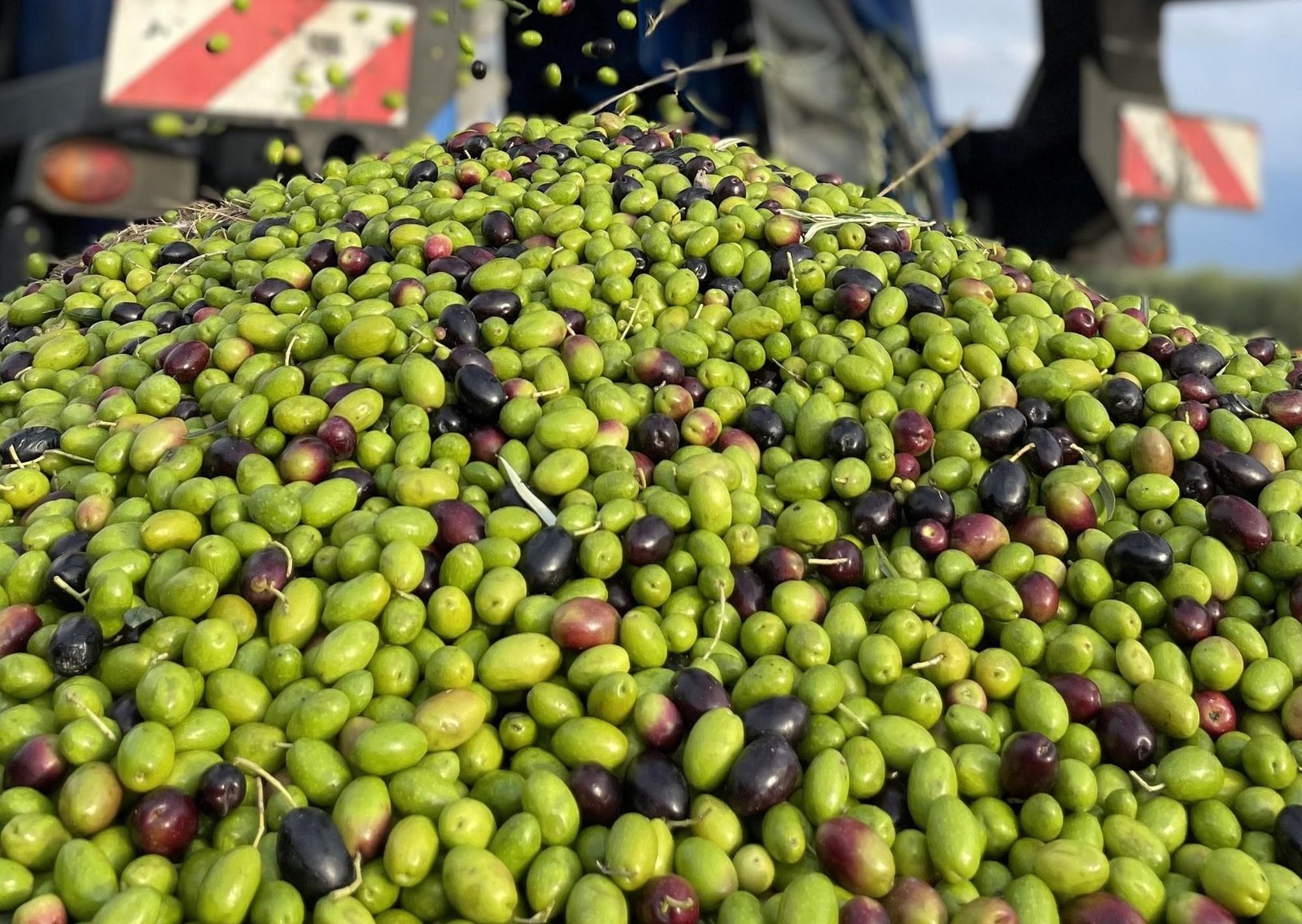 Los productores de aceite de Oliva advierten que el acuerdo con la Unión Europea podría hacerles perder el mercado brasilero
