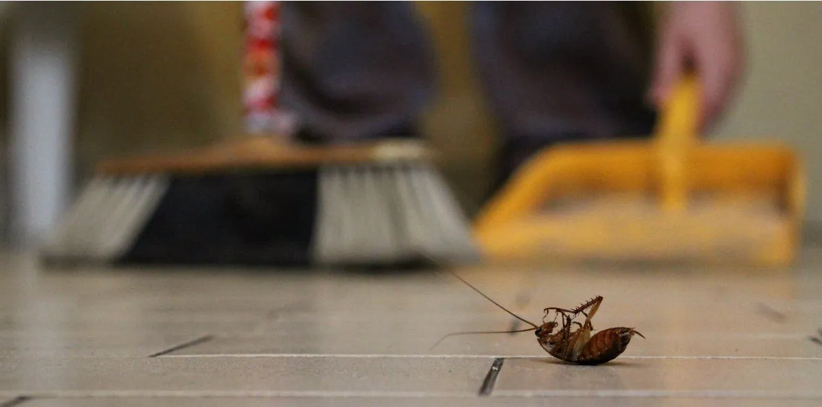 Por qué las cucarachas se esconden en la heladera y cómo hacer para eliminarlas