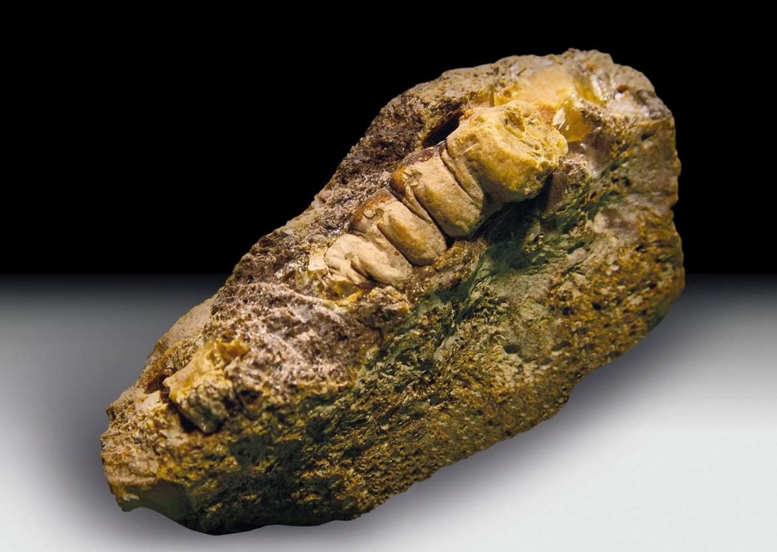 Descubren un trozo de ámbar con la forma de la larva de un antiguo insecto que se originó hace al menos 30 millones de años