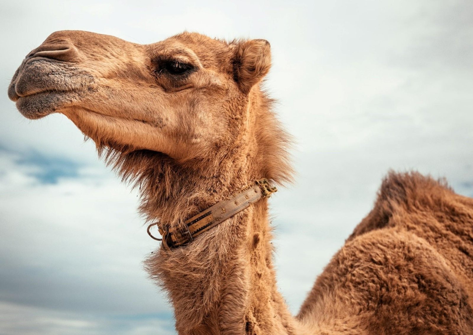 ¿Pasaporte para camellos?: el país de Oriente Medio que entregará documentos por un insólito motivo