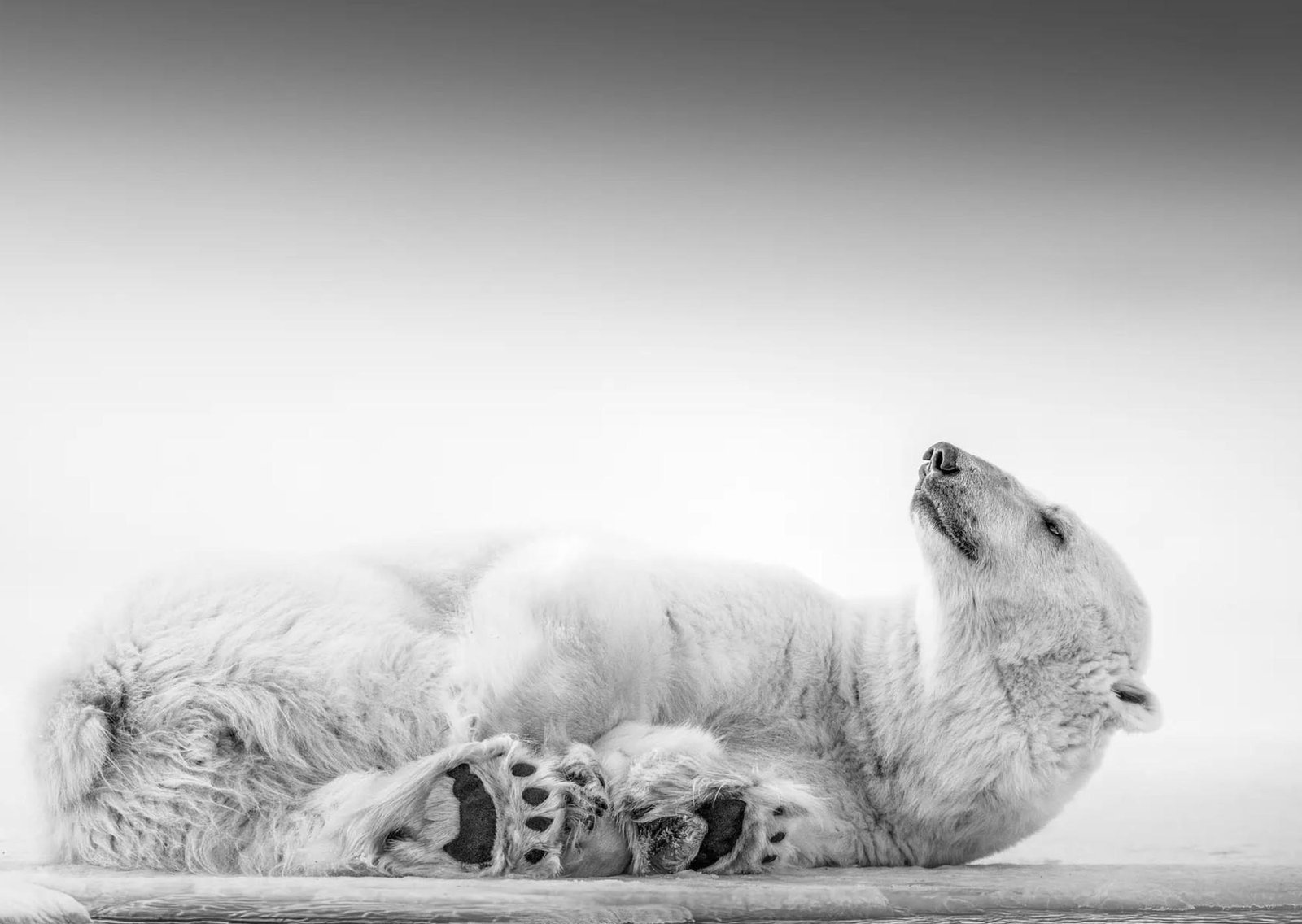 Los osos polares del Ártico desconciertan a los científicos: se están volviendo más gordos y saludables