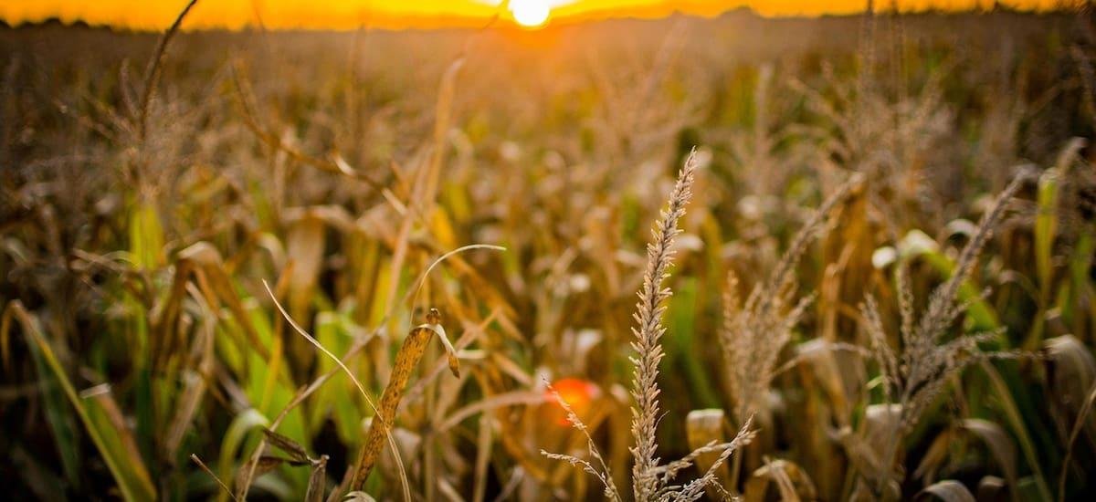 Rizobacter logra el visto bueno y reestructura deuda por u$s 3,8 millones