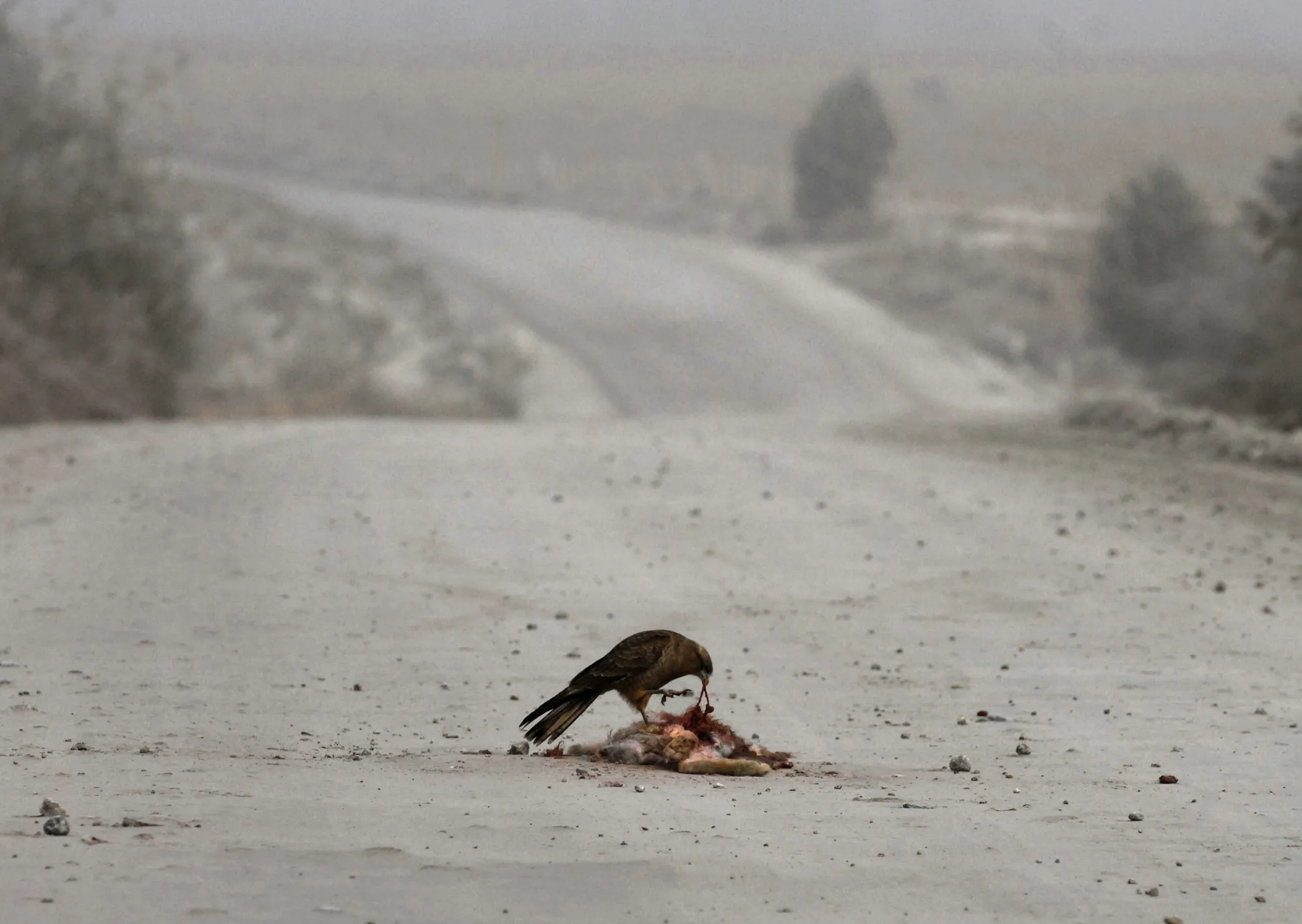 Por qué al chimango le dicen el “cuervo” de Sudamérica y la historia de refrán “no gastes pólvora en chimangos"