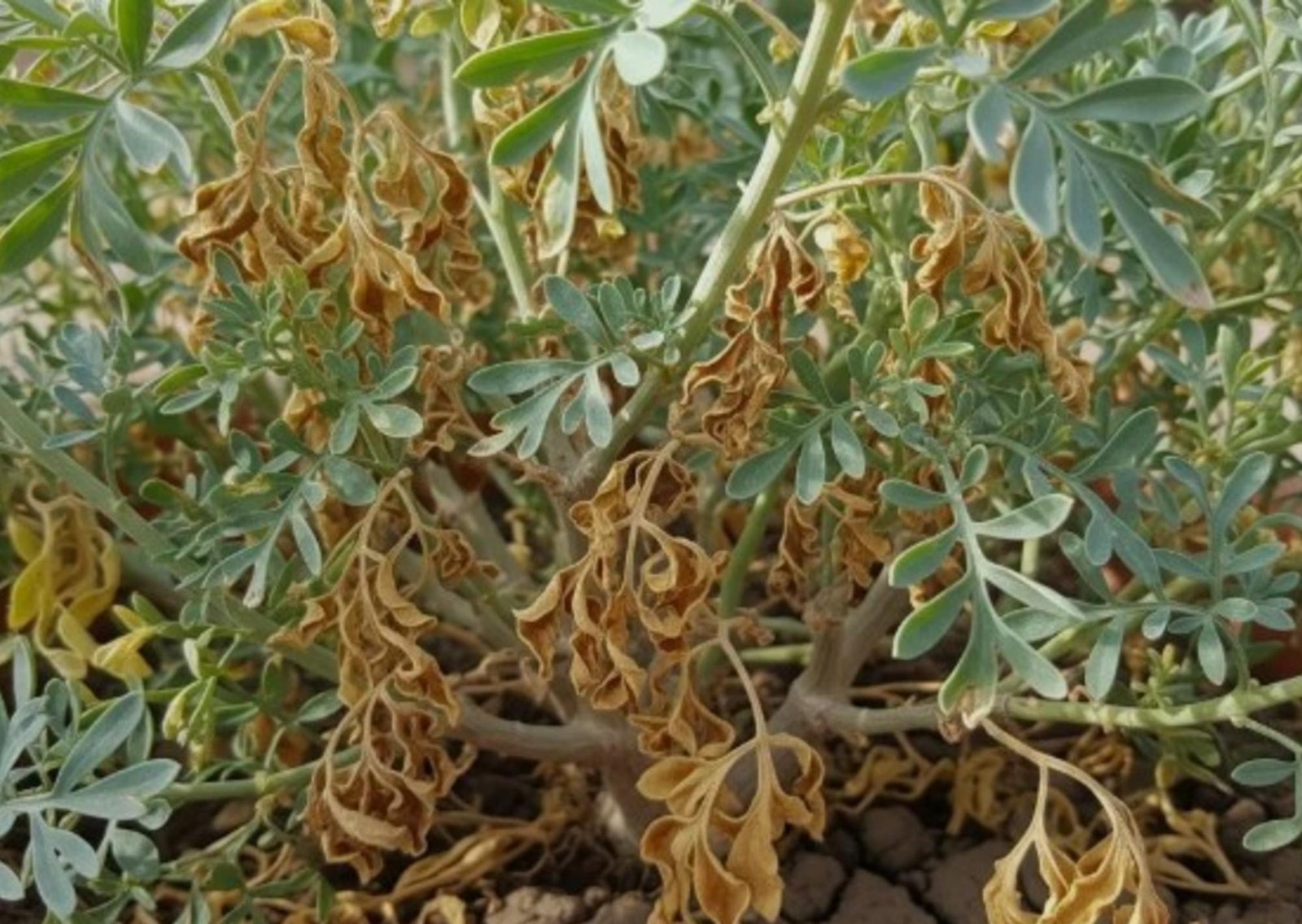 Ruda seca en casa: trae buena o mala suerte según el Feng Shui y para qué sirve