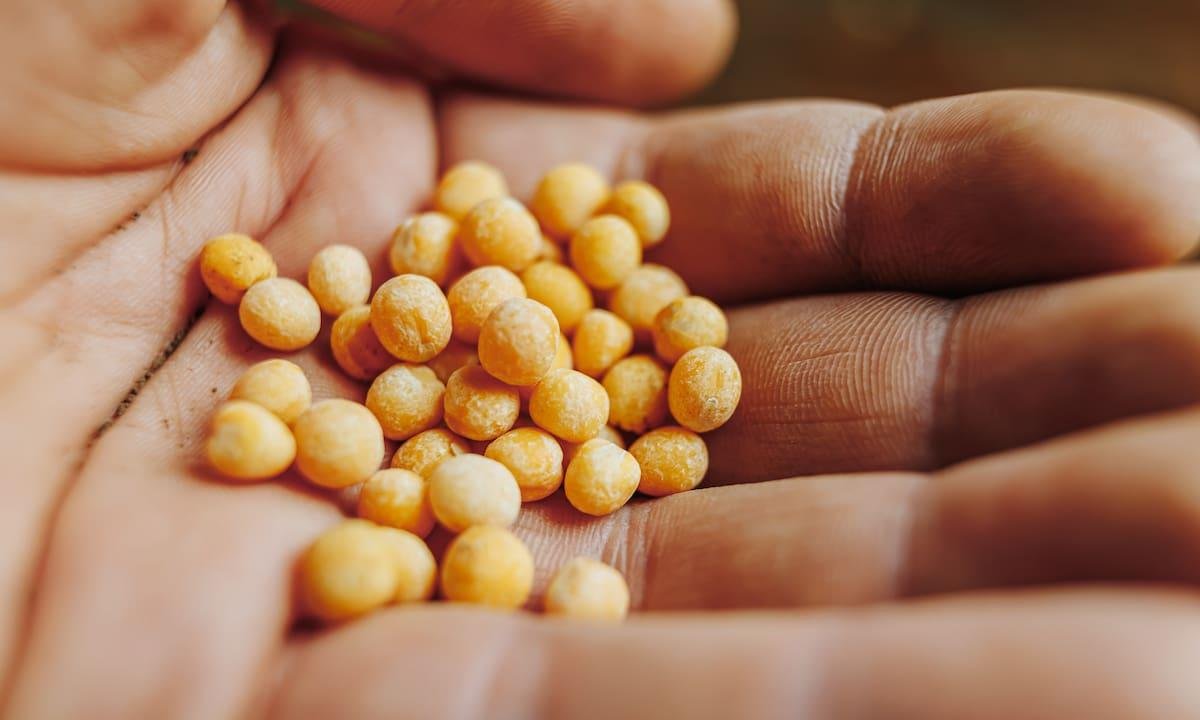 GRANOS-Soja en Chicago alcanza máximo en dos meses tras comentarios de Trump sobre compras chinas