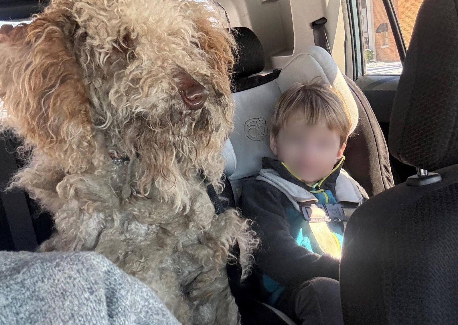 Salvó a una perra abandonada en una tormenta de nieve: la denunciaron por no llevarla a un refugio de animales