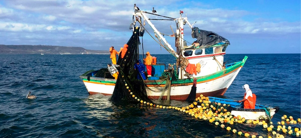 Produce oficializa límites de captura de jurel y bonito para proteger a pescadores artesanales y recursos marino