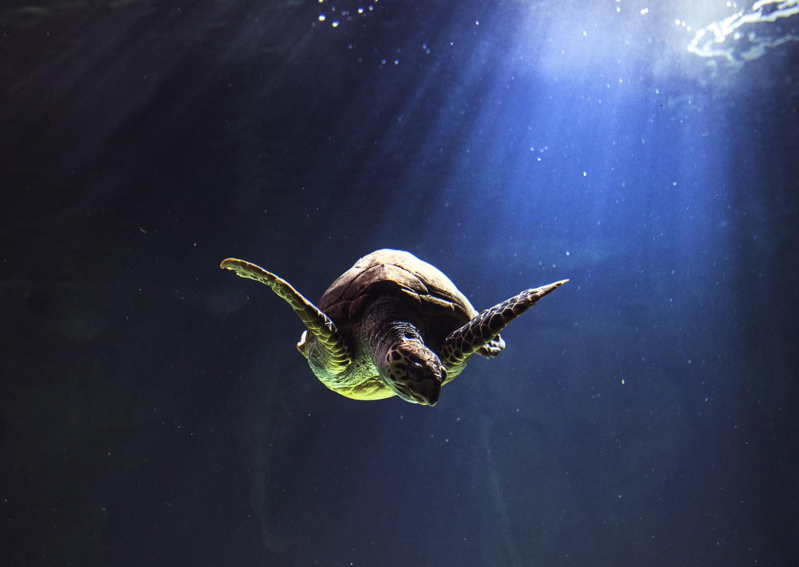 Descubren una nueva especie de tortuga marina gracias a un fósil que estuvo guardado más de 60 años en un museo