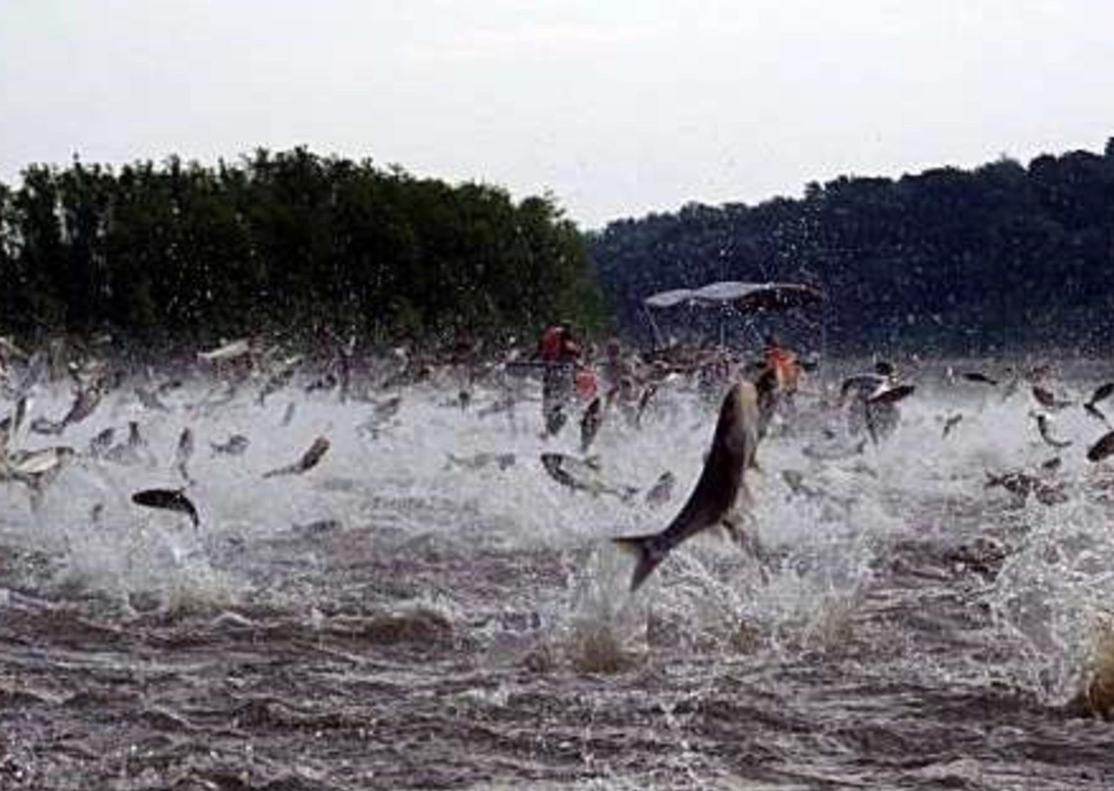 Cómo fue el impresionante operativo para limpiar al río Kansas de 45 toneladas de una de las mayores especies invasoras de Estados Unidos