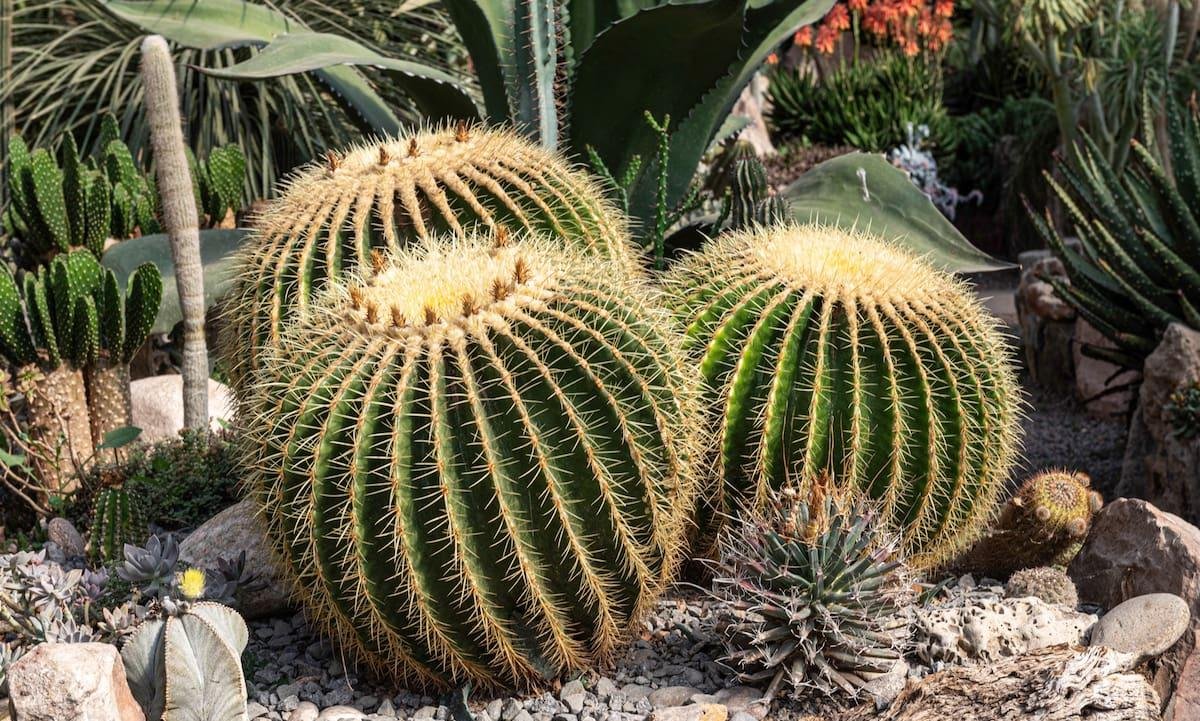El cactus me mira con mala cara