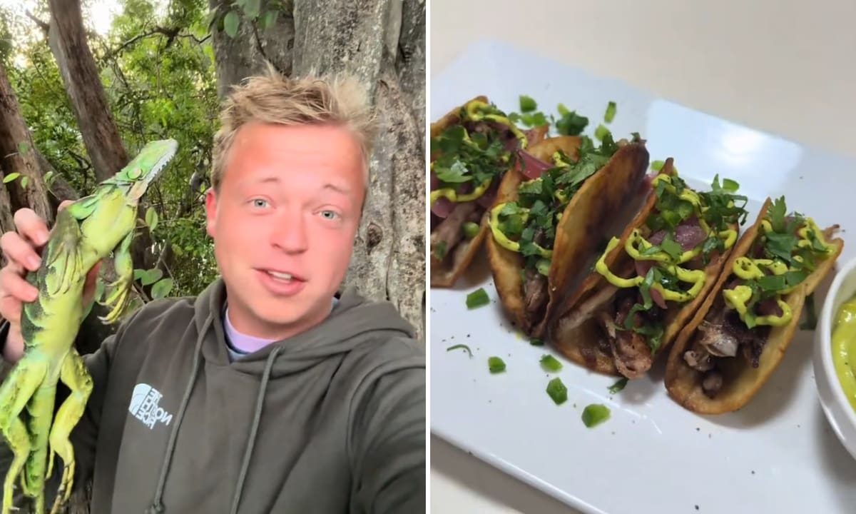 Tacos y pizzas: qué pasó con las iguanas que quedaron congeladas por el frío en Florida