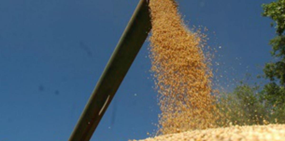 Impacto de la guerra: la soja tuvo un día con una volatilidad extrema en la Bolsa de Chicago y cerró una suba