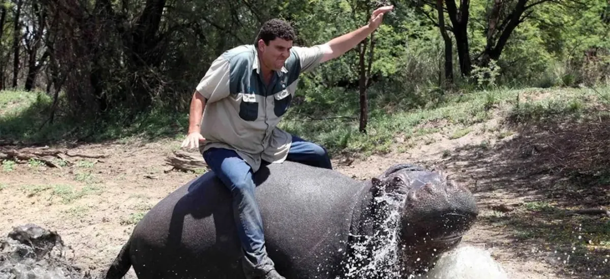 Tenía un hipopótamo de mascota, lo trató como a un hijo y le construyó un lago: fue encontrado ahogado con “múltiples mordeduras”