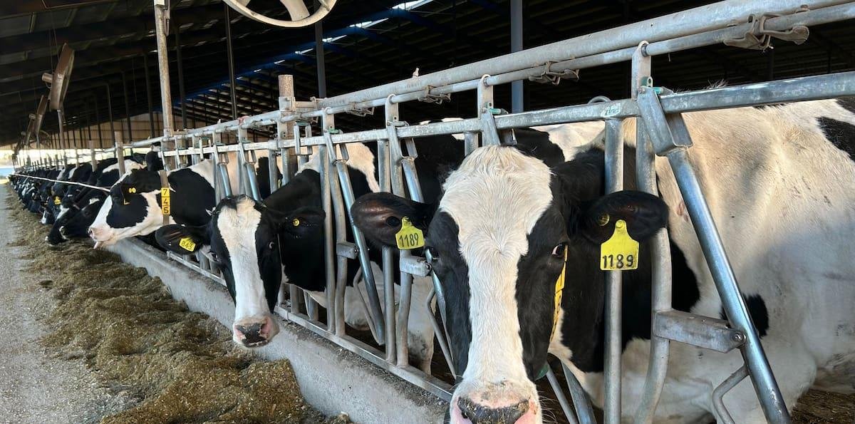 “Abrumador”: un tambero paga hasta 37 impuestos y el 42% de sus ventas se va en tributos