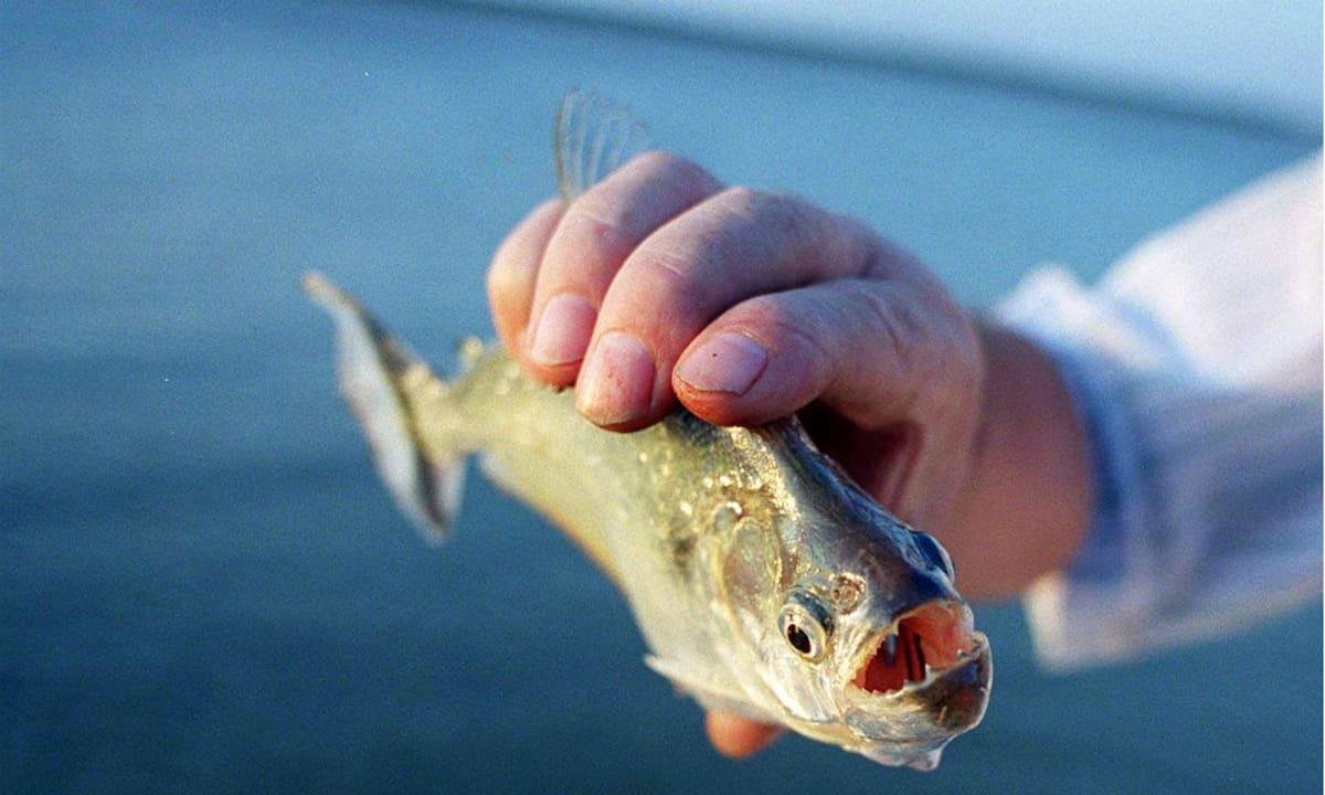 Ataque de palometas: cuáles son las playas donde hubo heridos y recomiendan no bañarse
