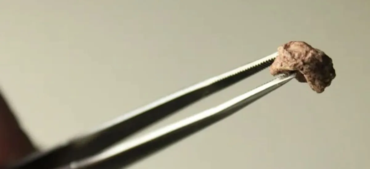 Encuentran el fósil más chico de Sudamérica: vivió antes que los dinosaurios y nadie sabía que existía