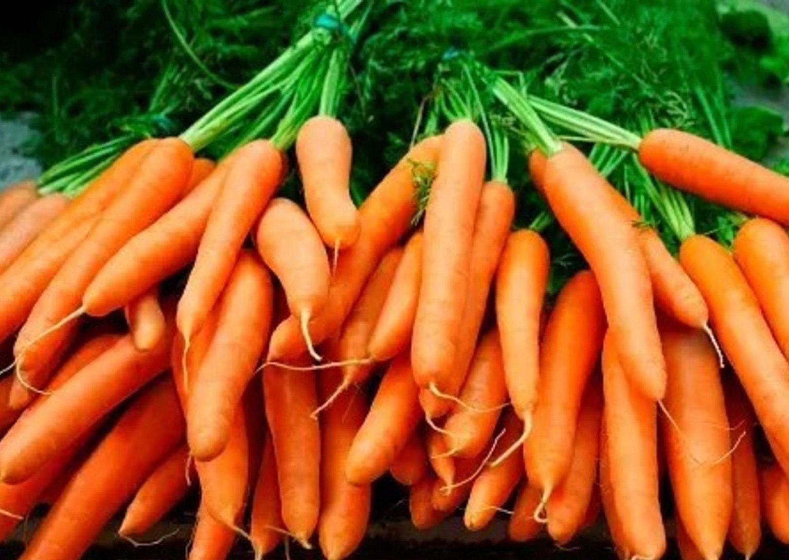 Esta ensalada de zanahoria es un éxito en TikTok: la simple receta que es furor en Estados Unidos