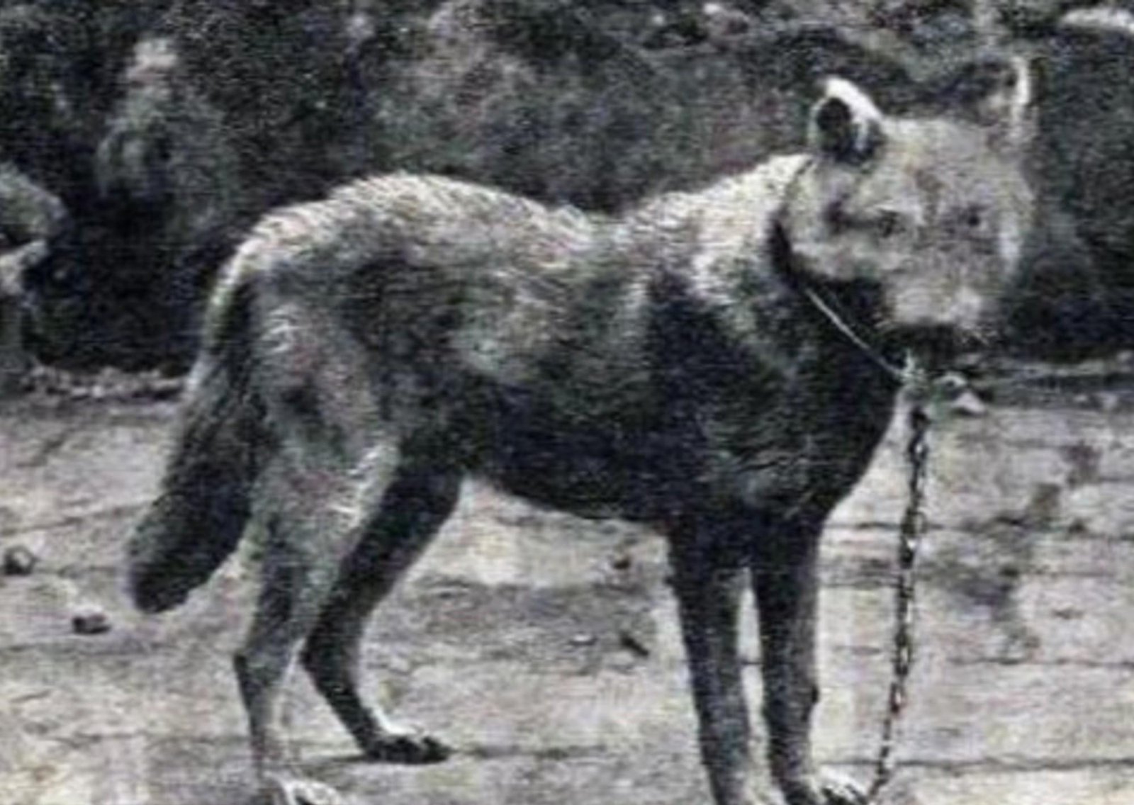 La foto nunca antes vista del "lobo siciliano", el hallazgo de un raro ejemplar que se extinguió en 1920