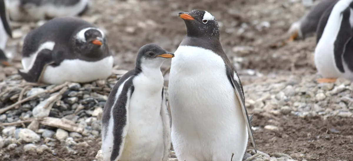Alertan que los pingüinos papúa de Tierra del Fuego están en riesgo por el aumento de temperaturas