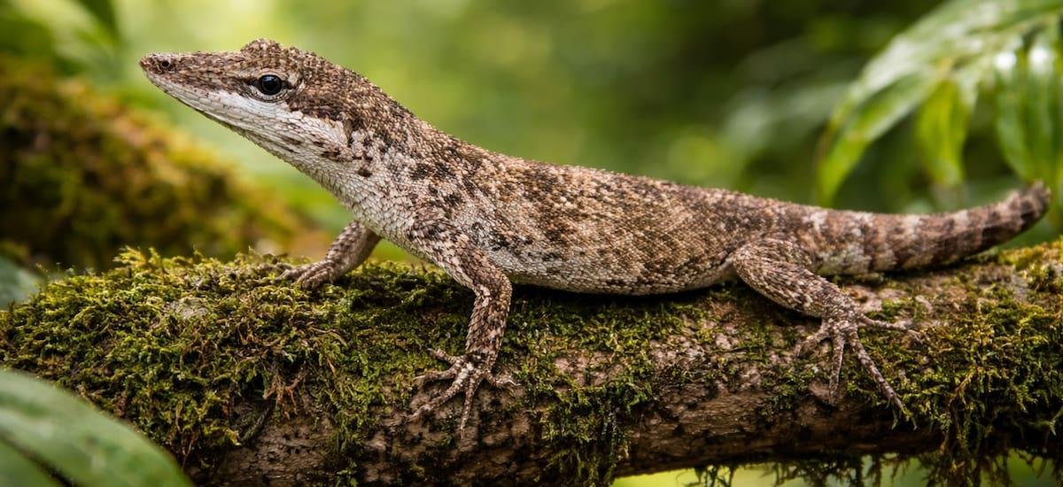Terror en el mundo animal | Reaparece un lagarto extinto en Sudamérica hace 150 años y pone a los científicos en alerta